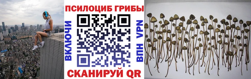 Купить где  Златоуст  Галлюциногенные грибы Psilocybe 